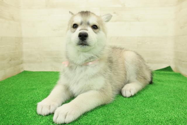 神奈川県のシベリアンハスキー (Coo&RIKU横浜青葉店/2025年12月16日生まれ/女の子/シルバーホワイト)の子犬の2枚目の画像