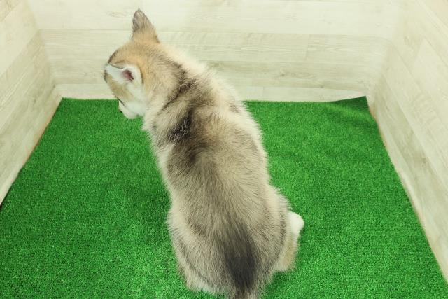 神奈川県のシベリアンハスキー (Coo&RIKU横浜青葉店/2025年12月16日生まれ/女の子/シルバーホワイト)の子犬の4枚目の画像