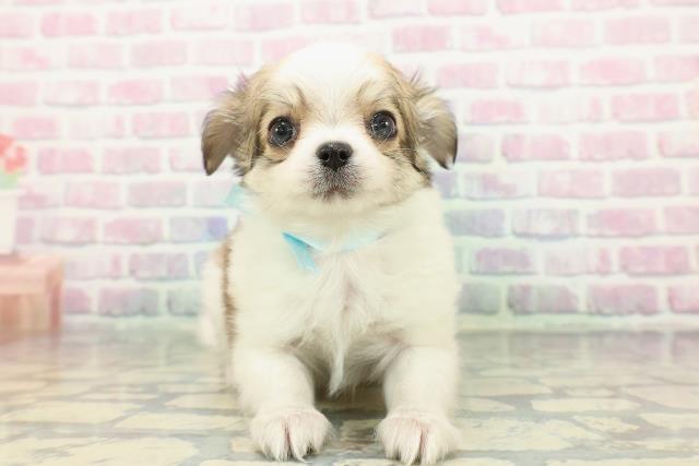 宮城県のチワワ(ロング) (Coo&RIKUイオンタウン古川店/2025年12月15日生まれ/男の子/パーティーカラー)の子犬の1枚目の画像