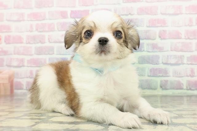 宮城県のチワワ(ロング) (Coo&RIKUイオンタウン古川店/2025年12月15日生まれ/男の子/パーティーカラー)の子犬の3枚目の画像