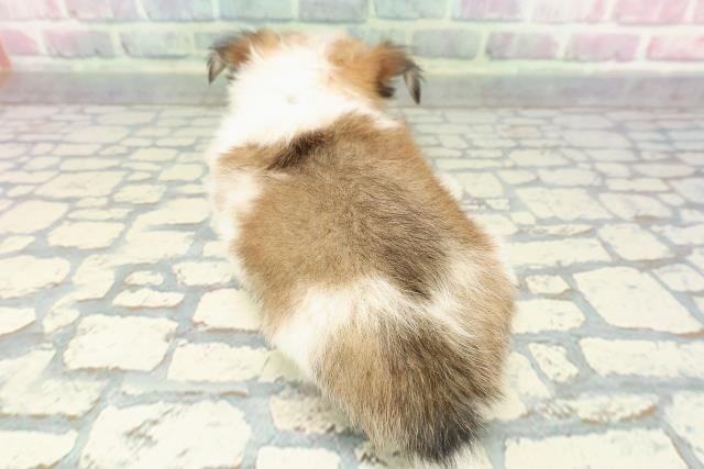 宮城県のチワワ(ロング) (Coo&RIKUイオンタウン古川店/2025年12月15日生まれ/男の子/パーティーカラー)の子犬の4枚目の画像