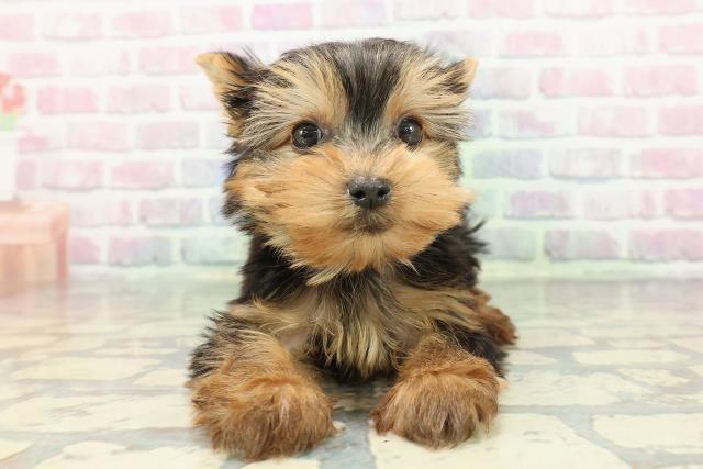 長野県のヨークシャーテリア (Coo&RIKU綿半諏訪店/2025年12月8日生まれ/男の子/スチールブルータン)の子犬