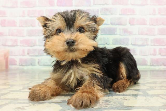 長野県のヨークシャーテリア (Coo&RIKU綿半諏訪店/2025年12月8日生まれ/男の子/スチールブルータン)の子犬の2枚目の画像