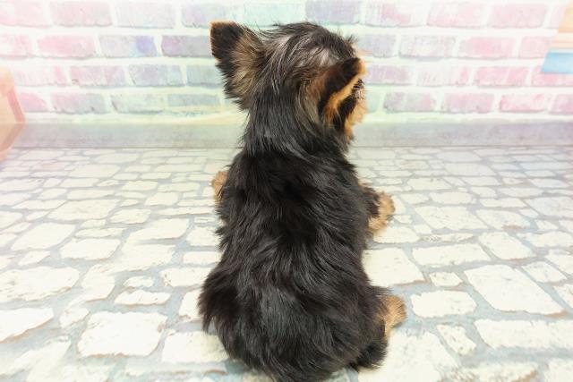 長野県のヨークシャーテリア (Coo&RIKU綿半諏訪店/2025年12月8日生まれ/男の子/スチールブルータン)の子犬の4枚目の画像