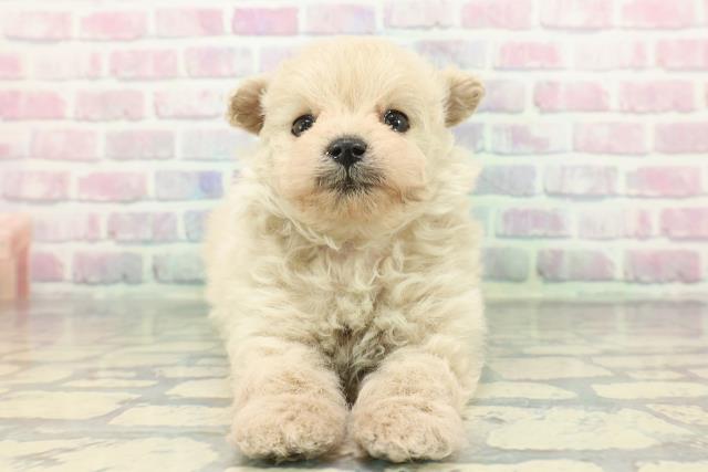 神奈川県のポメプー(ポメラニアン×プードル) (Coo&RIKU横浜旭店/2025年12月15日生まれ/女の子/アプリコット)の子犬