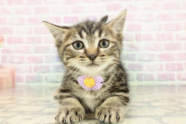 東京都のミヌエット (Coo&RIKU中野サンモール店/2025年12月16日生まれ/男の子/ブラウンクラシックタビー)の子猫