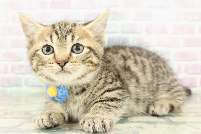 広島県のミヌエット (Coo&RIKUゆめタウン大竹店/2025年12月16日生まれ/男の子/ゴールデンタビー)の子猫の2枚目の画像