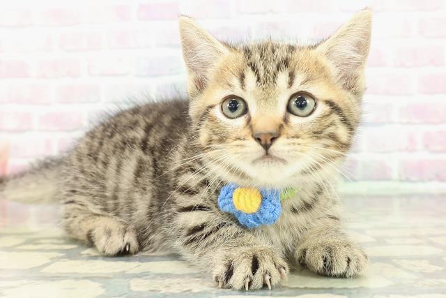 広島県のミヌエット (Coo&RIKUゆめタウン大竹店/2025年12月16日生まれ/男の子/ゴールデンタビー)の子猫の3枚目の画像