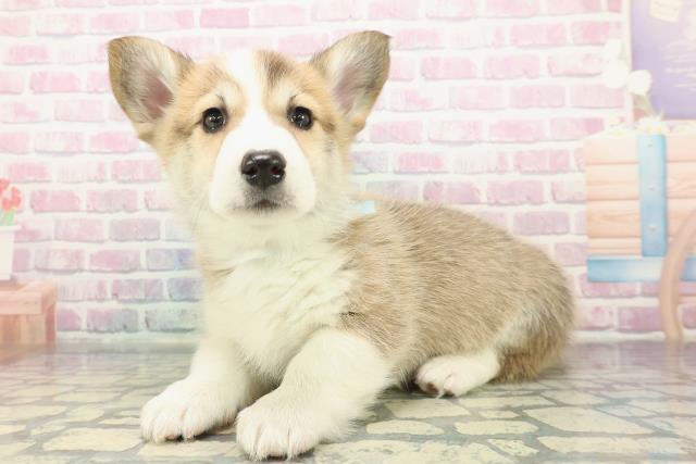 千葉県のウェルシュコーギーペンブローク (Coo&RIKU東船橋店/2025年12月16日生まれ/男の子/セーブルホワイト)の子犬の2枚目の画像