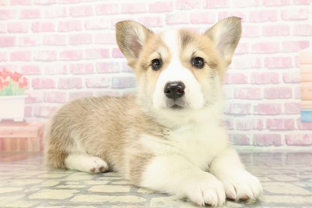 千葉県のウェルシュコーギーペンブローク (Coo&RIKU東船橋店/2025年12月16日生まれ/男の子/セーブルホワイト)の子犬の3枚目の画像