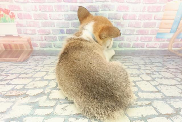 千葉県のウェルシュコーギーペンブローク (Coo&RIKU東船橋店/2025年12月16日生まれ/男の子/セーブルホワイト)の子犬の4枚目の画像