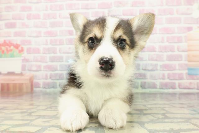 埼玉県のウェルシュコーギーペンブローク (Coo&RIKU春日部店/2025年12月16日生まれ/男の子/ブラックタンホワイト)の子犬の1枚目の画像