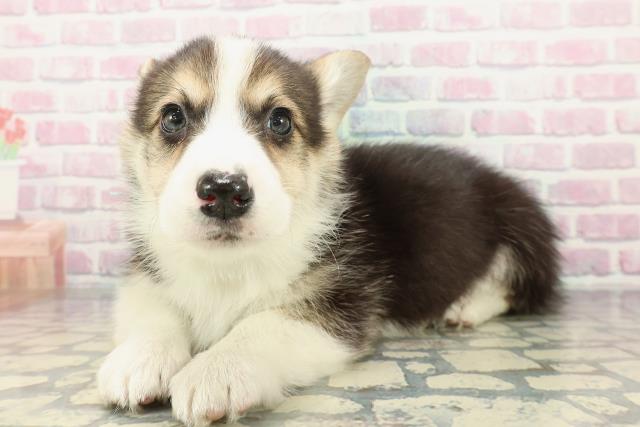 埼玉県のウェルシュコーギーペンブローク (Coo&RIKU春日部店/2025年12月16日生まれ/男の子/ブラックタンホワイト)の子犬の2枚目の画像