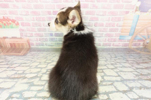 埼玉県のウェルシュコーギーペンブローク (Coo&RIKU春日部店/2025年12月16日生まれ/男の子/ブラックタンホワイト)の子犬の4枚目の画像