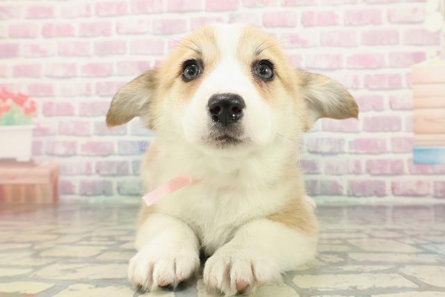 新潟県のウェルシュコーギーペンブローク (Coo&RIKU新潟西店/2025年12月16日生まれ/女の子/セーブルホワイト)の子犬