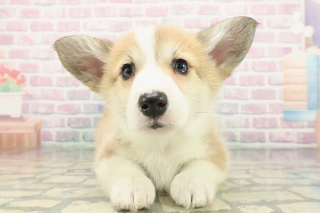 神奈川県のウェルシュコーギーペンブローク (Coo&RIKU相模原店/2025年12月16日生まれ/女の子/セーブルホワイト)の子犬の1枚目の画像