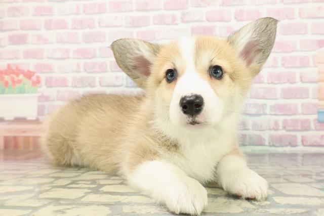 神奈川県のウェルシュコーギーペンブローク (Coo&RIKU相模原店/2025年12月16日生まれ/女の子/セーブルホワイト)の子犬の3枚目の画像