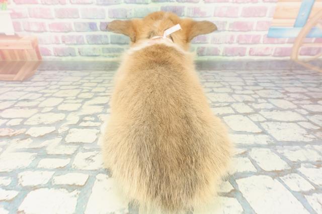 神奈川県のウェルシュコーギーペンブローク (Coo&RIKU相模原店/2025年12月16日生まれ/女の子/セーブルホワイト)の子犬の4枚目の画像