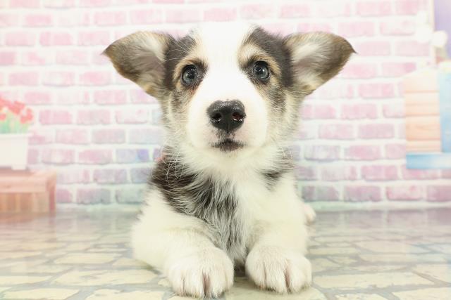 北海道のウェルシュコーギーペンブローク (Coo&RIKU札幌東店/2025年12月16日生まれ/女の子/ブラックタンホワイト)の子犬の1枚目の画像