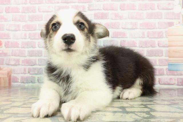 北海道のウェルシュコーギーペンブローク (Coo&RIKU札幌東店/2025年12月16日生まれ/女の子/ブラックタンホワイト)の子犬の2枚目の画像