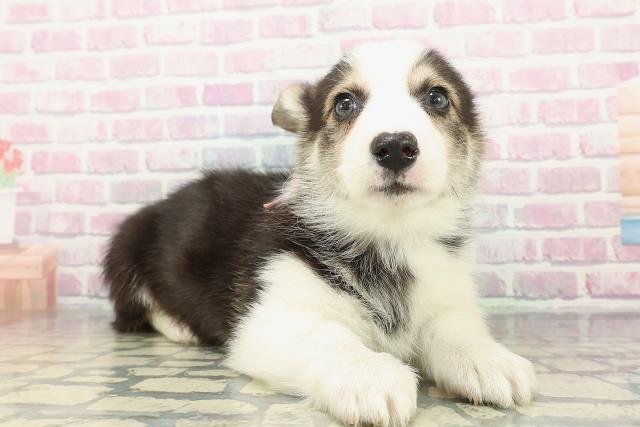 北海道のウェルシュコーギーペンブローク (Coo&RIKU札幌東店/2025年12月16日生まれ/女の子/ブラックタンホワイト)の子犬の3枚目の画像