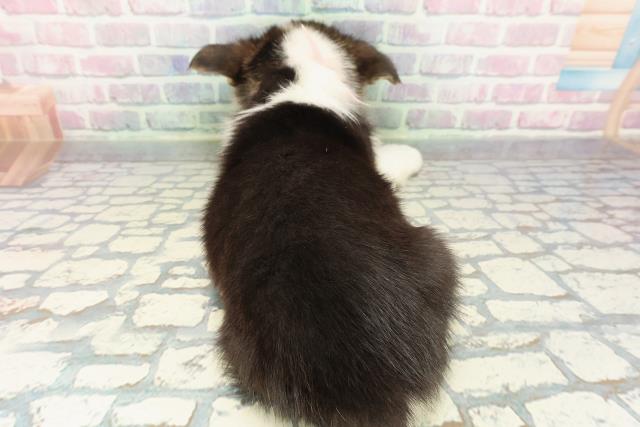 北海道のウェルシュコーギーペンブローク (Coo&RIKU札幌東店/2025年12月16日生まれ/女の子/ブラックタンホワイト)の子犬の4枚目の画像