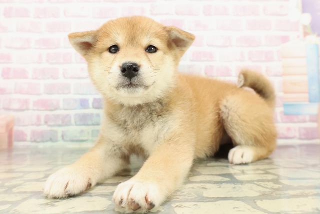 群馬県の柴犬(標準サイズ) (Coo&RIKU藤岡店/2025年12月15日生まれ/女の子/赤)の子犬の2枚目の画像