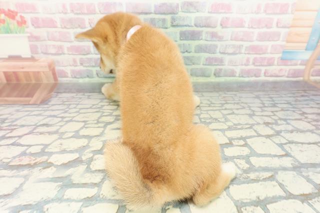 群馬県の柴犬(標準サイズ) (Coo&RIKU藤岡店/2025年12月15日生まれ/女の子/赤)の子犬の4枚目の画像