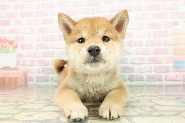 群馬県の柴犬(標準サイズ) (Coo&RIKU前橋店/2025年12月15日生まれ/男の子/赤)の子犬