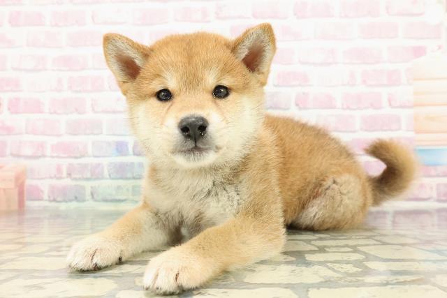 群馬県の柴犬(標準サイズ) (Coo&RIKU前橋店/2025年12月15日生まれ/男の子/赤)の子犬の2枚目の画像