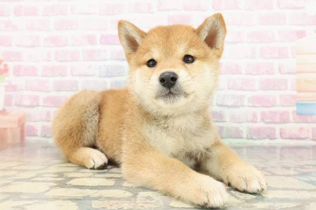 群馬県の柴犬(標準サイズ) (Coo&RIKU前橋店/2025年12月15日生まれ/男の子/赤)の子犬の3枚目の画像