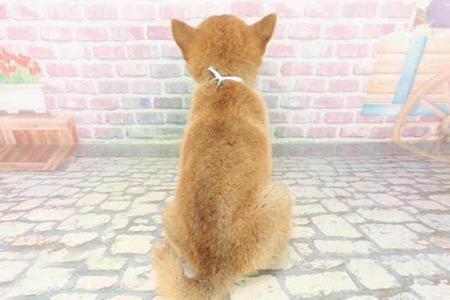 群馬県の柴犬(標準サイズ) (Coo&RIKU前橋店/2025年12月15日生まれ/男の子/赤)の子犬の4枚目の画像