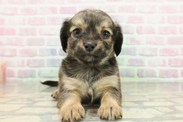 広島県のチワックス(チワワ×ダックス) (Coo&RIKU福山店/2025年12月14日生まれ/女の子/フォーン)の子犬の1枚目の画像