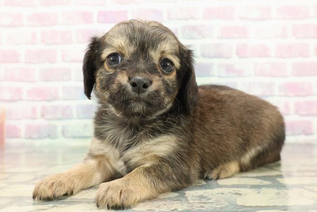 広島県のチワックス(チワワ×ダックス) (Coo&RIKU福山店/2025年12月14日生まれ/女の子/フォーン)の子犬の2枚目の画像