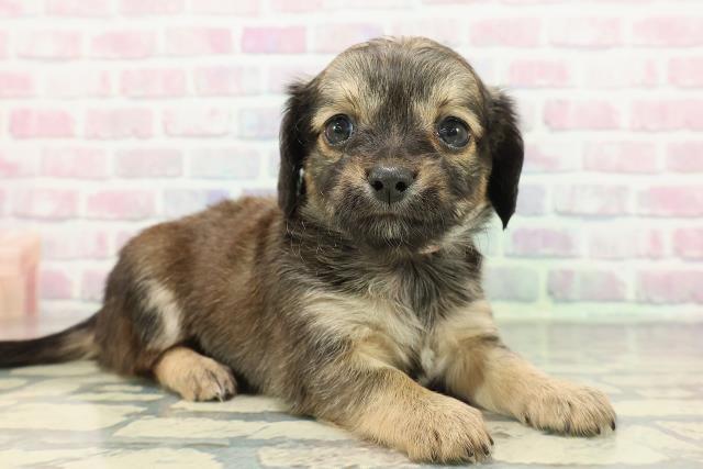 広島県のチワックス(チワワ×ダックス) (Coo&RIKU福山店/2025年12月14日生まれ/女の子/フォーン)の子犬の3枚目の画像