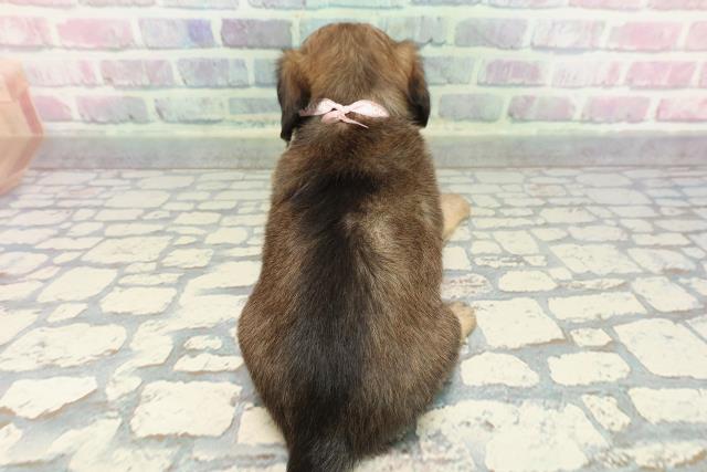 広島県のチワックス(チワワ×ダックス) (Coo&RIKU福山店/2025年12月14日生まれ/女の子/フォーン)の子犬の4枚目の画像