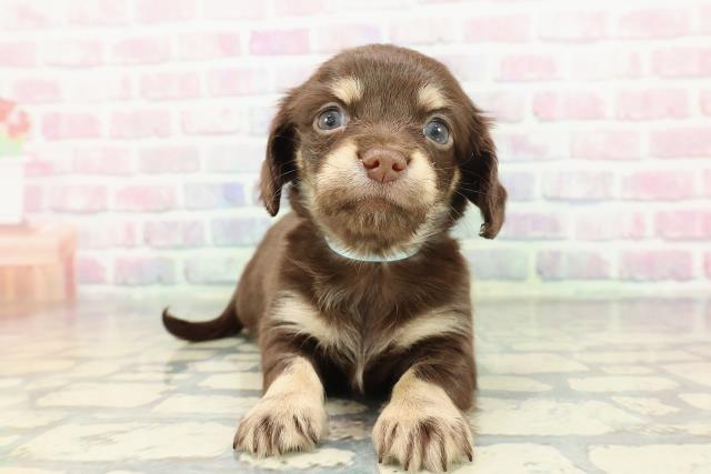 東京都のチワックス(チワワ×ダックス) (Coo&RIKU中野サンモール店/2025年12月14日生まれ/男の子/チョコレートタン)の子犬の1枚目の画像