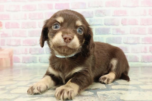 東京都のチワックス(チワワ×ダックス) (Coo&RIKU中野サンモール店/2025年12月14日生まれ/男の子/チョコレートタン)の子犬の2枚目の画像