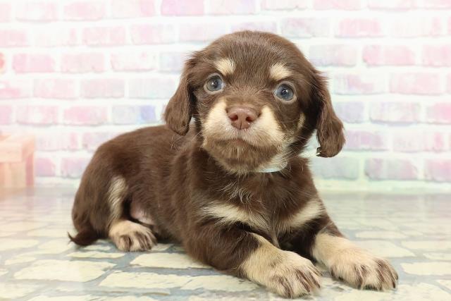 東京都のチワックス(チワワ×ダックス) (Coo&RIKU中野サンモール店/2025年12月14日生まれ/男の子/チョコレートタン)の子犬の3枚目の画像