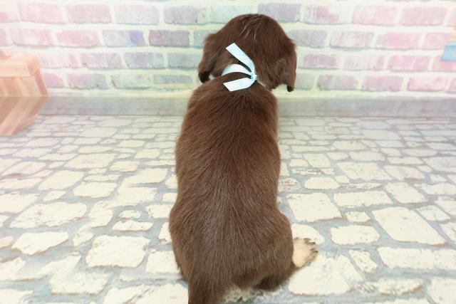 東京都のチワックス(チワワ×ダックス) (Coo&RIKU中野サンモール店/2025年12月14日生まれ/男の子/チョコレートタン)の子犬の4枚目の画像