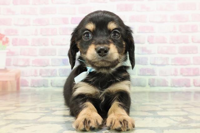 埼玉県のチワックス(チワワ×ダックス) (Coo&RIKU川越店/2025年12月14日生まれ/男の子/ブラックタン)の子犬の1枚目の画像