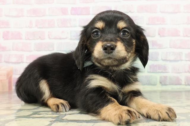 埼玉県のチワックス(チワワ×ダックス) (Coo&RIKU川越店/2025年12月14日生まれ/男の子/ブラックタン)の子犬の3枚目の画像