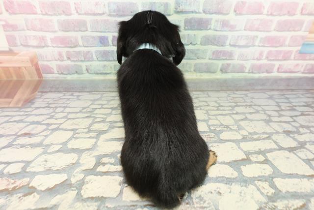 埼玉県のチワックス(チワワ×ダックス) (Coo&RIKU川越店/2025年12月14日生まれ/男の子/ブラックタン)の子犬の4枚目の画像