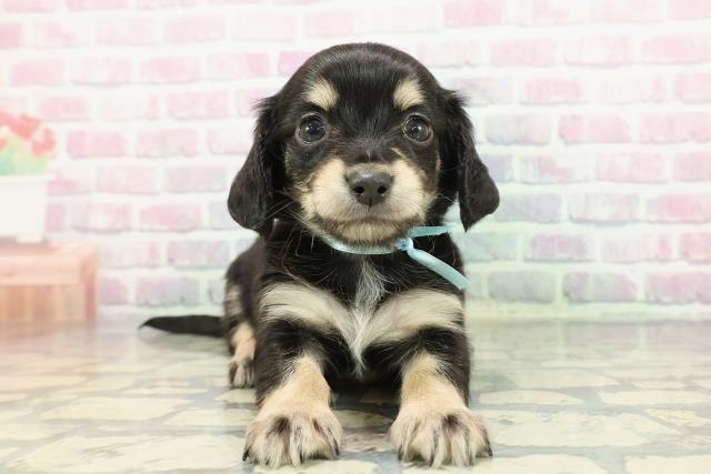 東京都のチワックス(チワワ×ダックス) (Coo&RIKU福生店/2025年12月14日生まれ/男の子/ブラックタン)の子犬の1枚目の画像