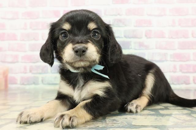 東京都のチワックス(チワワ×ダックス) (Coo&RIKU福生店/2025年12月14日生まれ/男の子/ブラックタン)の子犬の2枚目の画像