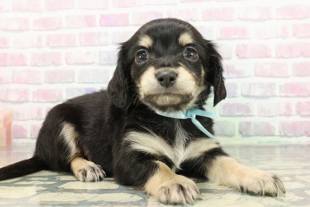 東京都のチワックス(チワワ×ダックス) (Coo&RIKU福生店/2025年12月14日生まれ/男の子/ブラックタン)の子犬の3枚目の画像