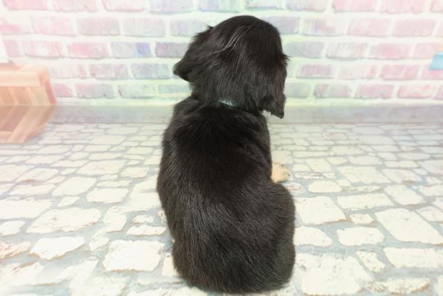 東京都のチワックス(チワワ×ダックス) (Coo&RIKU福生店/2025年12月14日生まれ/男の子/ブラックタン)の子犬の4枚目の画像