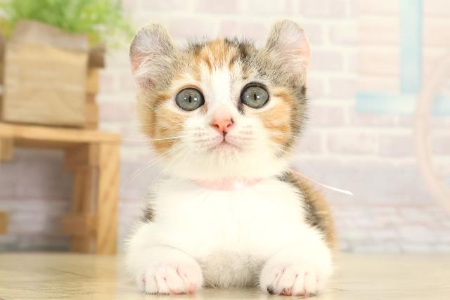 愛知県のキンカロー (Coo&RIKU豊橋店/2025年11月28日生まれ/女の子/キャリコ)の子猫の1枚目の画像