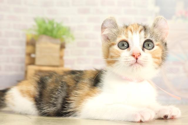 愛知県のキンカロー (Coo&RIKU豊橋店/2025年11月28日生まれ/女の子/キャリコ)の子猫の2枚目の画像