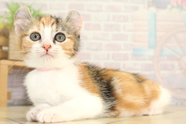 愛知県のキンカロー (Coo&RIKU豊橋店/2025年11月28日生まれ/女の子/キャリコ)の子猫の3枚目の画像